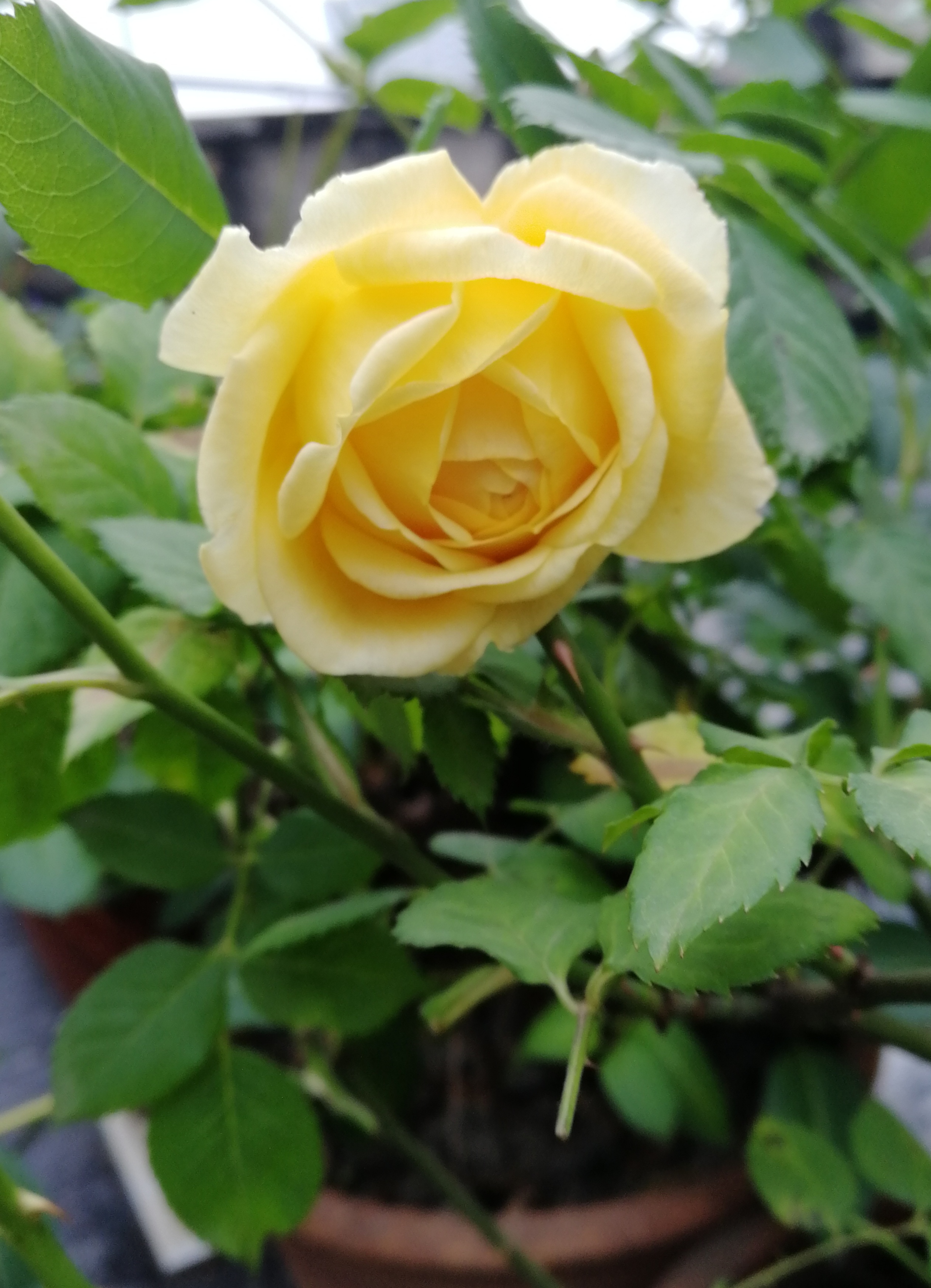IMG_20210428_112009.jpg
